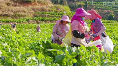 农民群众在蔬菜基地采收西葫芦